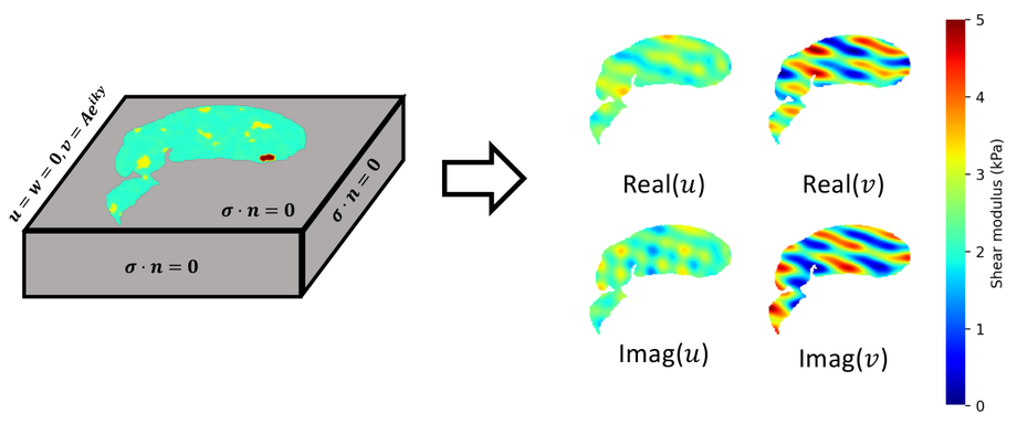 Liver geometry in the finite element domain and the resulting MRE displacement fields
